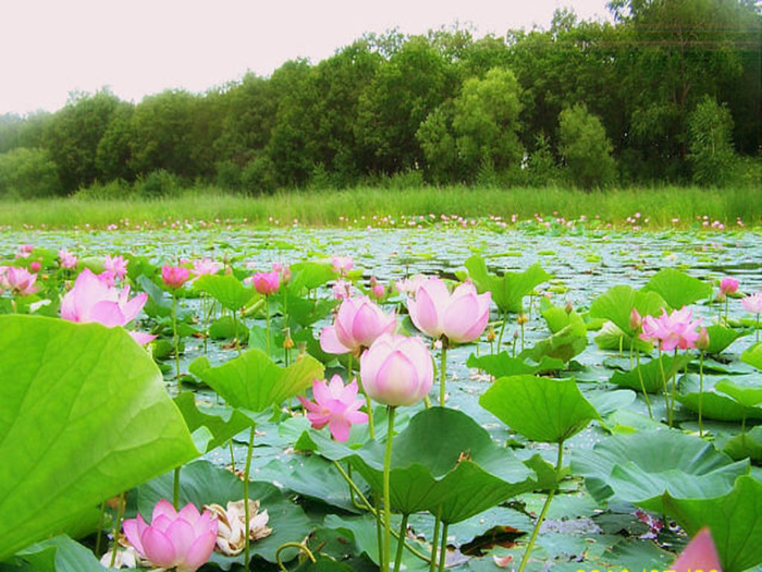Озеро Цветочное, цветение лотоса