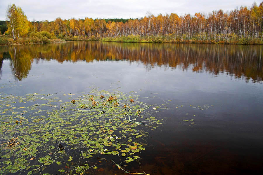 Озеро Моховое (Боровое Матюшино)