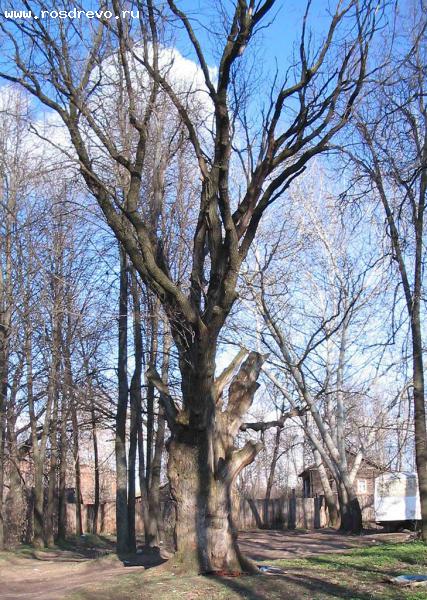 охраняемые деревья Владимирской области