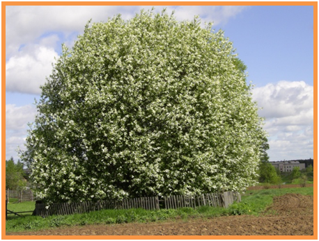 деревья Кировской области