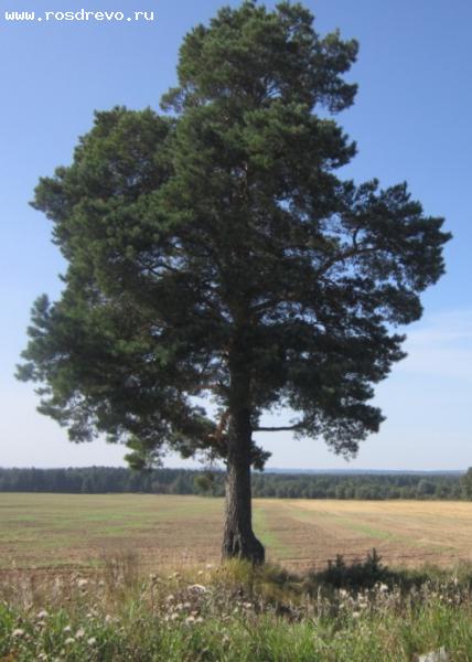 Уникальные деревья Кировской области