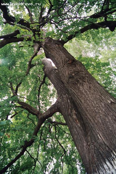 Уникальные деревья Кировской области