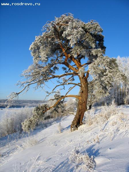 священные деревья Кировской области