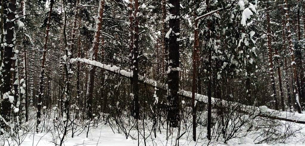 Дербышкинский лес