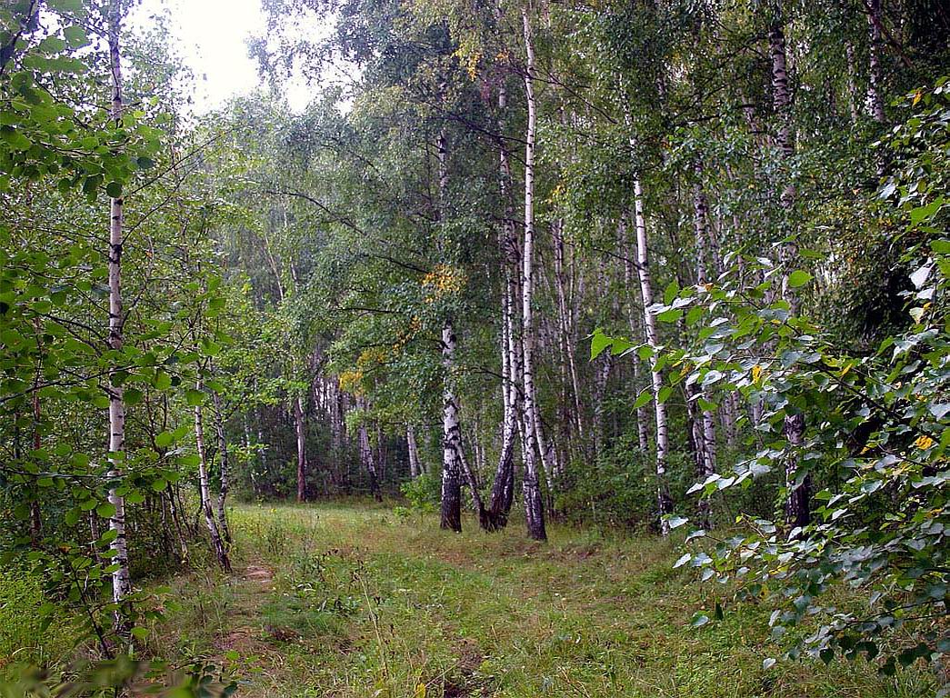 Сулюковский лес