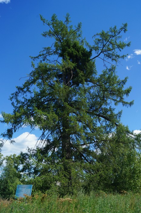 Почитаемые деревья Нижегородской области