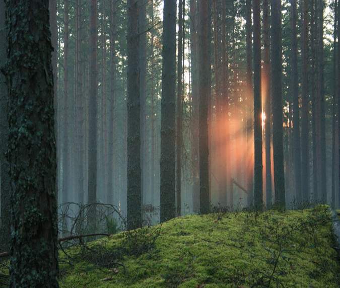 Глазовский лес