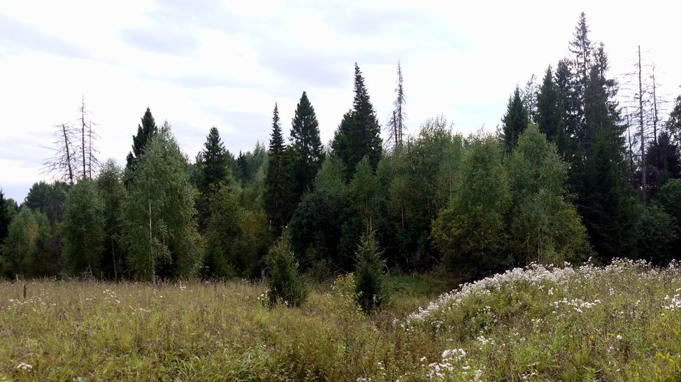 Бушковский лес