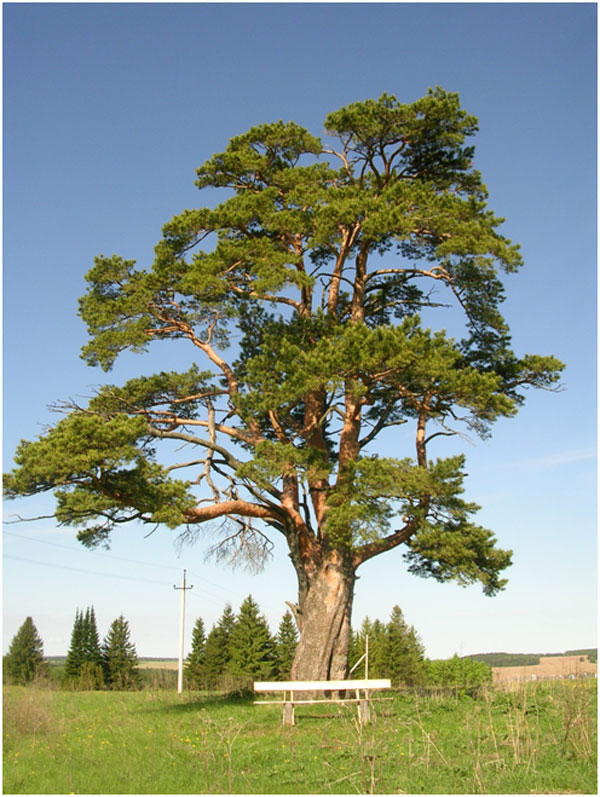 Почитаемые и уникальные деревья Удмуртии | Марийские Лесоходы