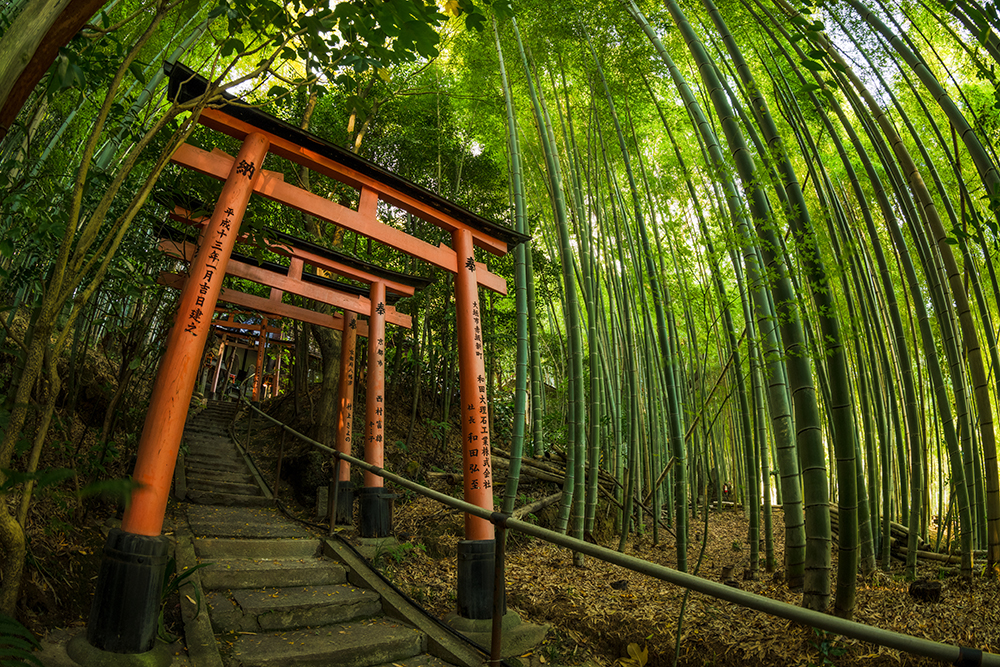 бамбуковый лес Сагано