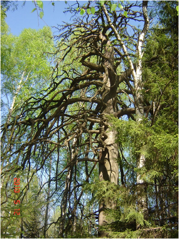 Почитаемые и уникальные деревья Удмуртии