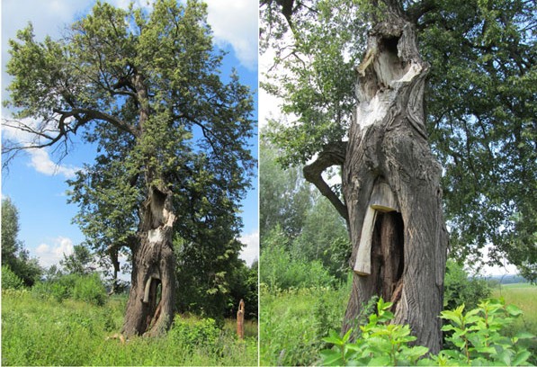 Почитаемые и уникальные деревья Удмуртии