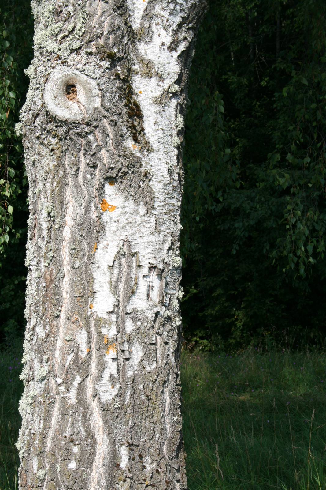 Онапу - священное дерево